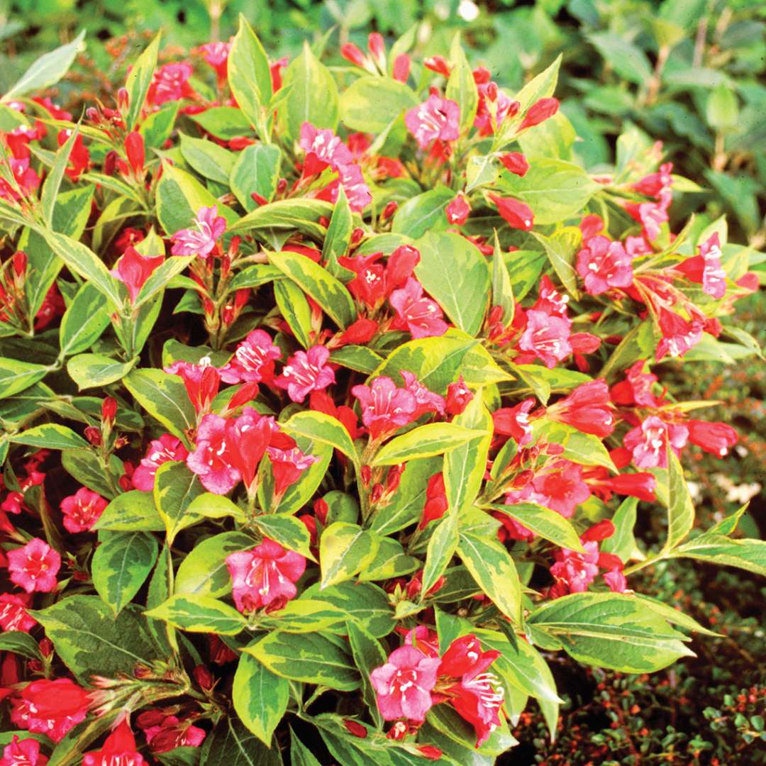 French Lace weigela has variegated green and gold foliage and bright pink trumpet like flowers